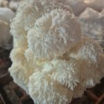 Soplówka Jeżowata (Lion's Mane)